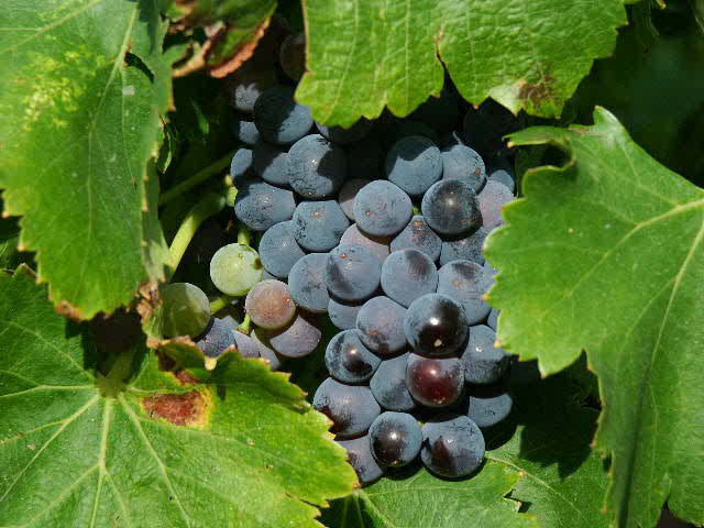 Raisin dans les feuilles