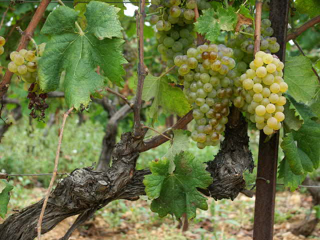 Raisin sur les vignes du Haut Var