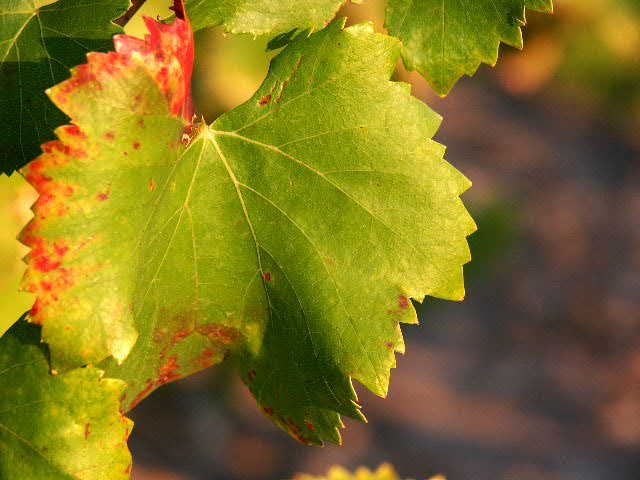 Feuille de vignes