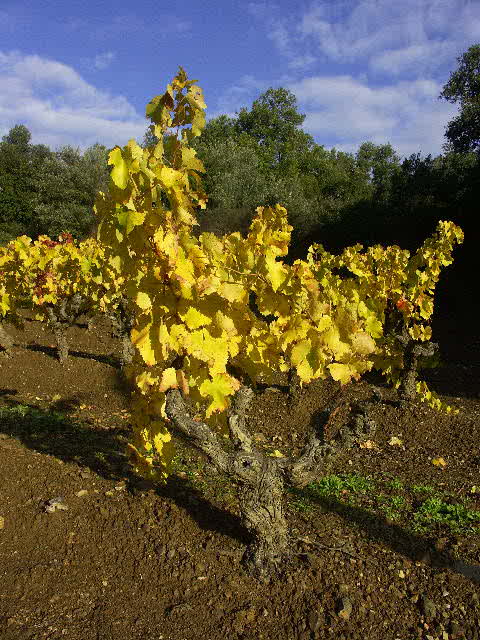 Vignes en automne. Collobrires. Massif des Maures