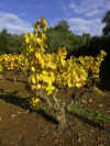 Vignes en automne. Collobrires. Massif des Maures