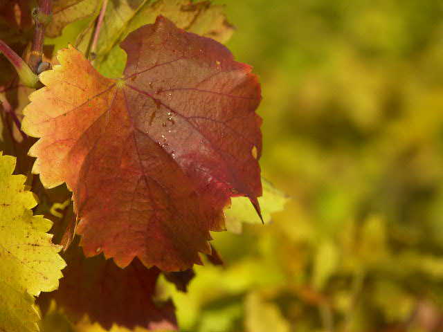 Feuille de vigne en automne. Massif des Maures