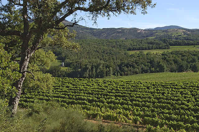 Paysage de vignes  Cogolin. Massif des Maures